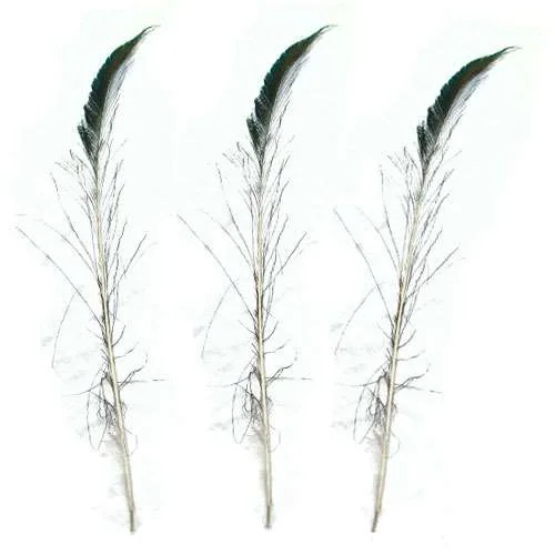 Peacock Sword Feathers