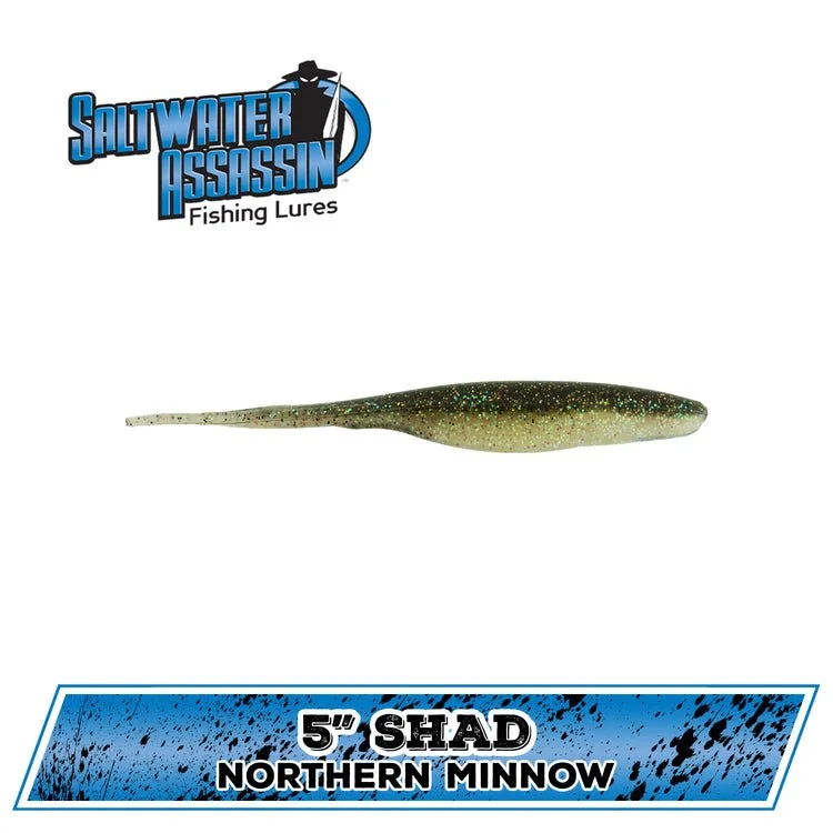 Northern Minnow