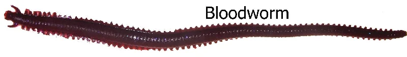 Bloodworm